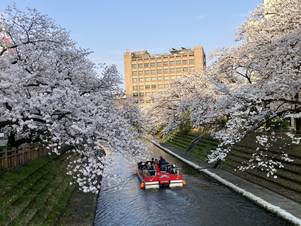 Cherry blossoms-Toyama City-2