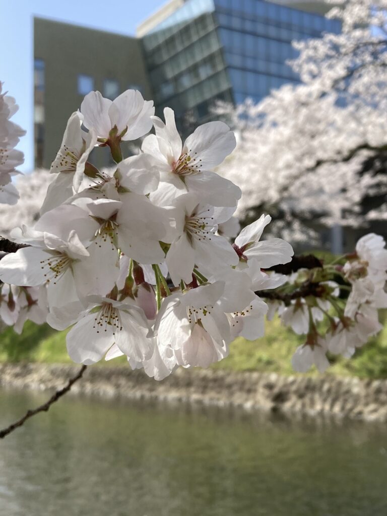 Cherry blossoms-Toyama City